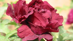 City The peony high ancient luoyang