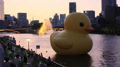 Cityscapes Ducks buildings