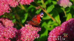 Cityscapes old Garden Europe