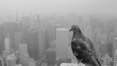 Cityscapes Pigeons