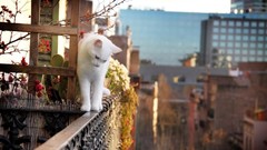 Cityscapes white cats Animals