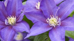 Clematis