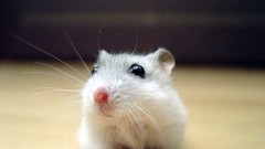 Close-up Animals curious hamsters