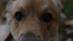 Close-up Animals Dogs