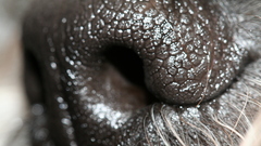Close-up Animals Dogs Noses
