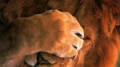 Close-up Animals facepalm Lions
