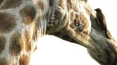 Close-up Animals Giraffes