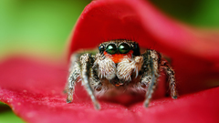 Close-up Animals macro spiders