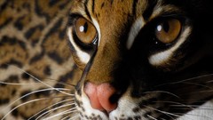 Close-up Animals ocelots