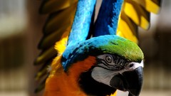 Close-up Birds Animals Parrots