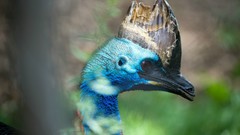Close-up Birds cassowary