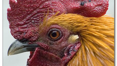 Close-up Birds roosters