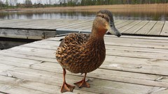 Close-up Birds sweden Bridges
