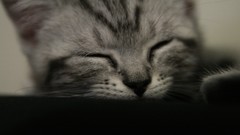 Close-up cats Animals sleeping