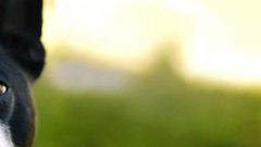 Close-up Dogs Boston canine