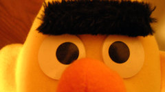 Close-up eyebrows Bert Sesame