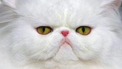 Close-up eyes white Animals