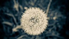 Close-up Flowers dandelions depth