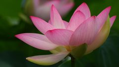 Close-up Flowers lotus flower
