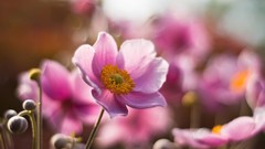 Close-up Flowers macro flora