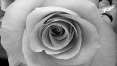 Close-up Flowers monochrome