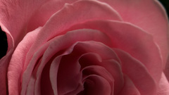 Close-up Flowers pink flower