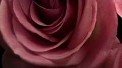 Close-up Flowers pink flower