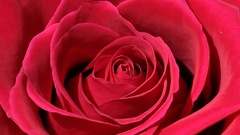 Close-up Flowers pink macro