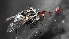 Close-up fly headshots