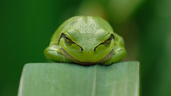 Close-up Frogs amphibians