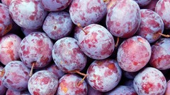 Close-up fruits plum plums