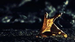 Close-up leaf depth of