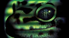 Close-up lizards Reptiles Mexican