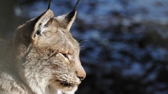 Close-up nature Animals lynx