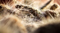 Close-up nature cactus depth