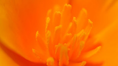 Close-up nature Flowers bright