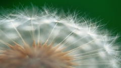 Close-up nature Flowers dandelions