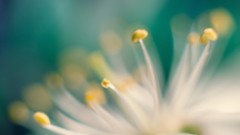Close-up nature Flowers flora