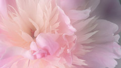 Close-up nature Flowers flower