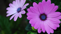 Close-up nature Flowers Plants