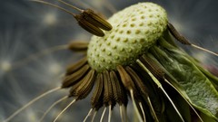 Close-up nature Flowers Plants