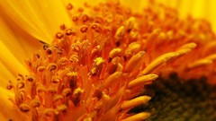 Close-up nature Flowers Plants