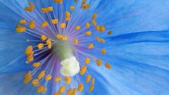 Close-up nature Flowers pollen