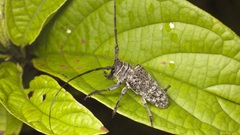 Close-up nature insects bugs