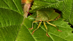 Close-up nature insects bugs