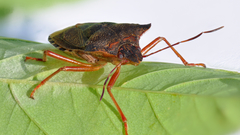 Close-up nature insects bugs