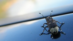 Close-up nature insects macro