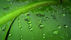 Close-up nature leaves