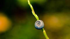 Close-up nature snails depth