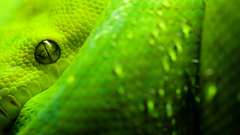 Close-up snakes python Reptiles